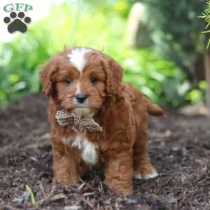 Theo, Cavapoo Puppy